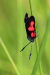 Zygaena trifolii