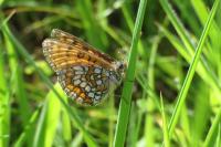 Melitaea parthenoides