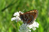 Euphydryas aurinia