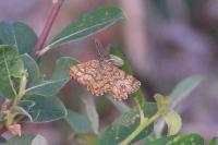 Ematurga atomaria