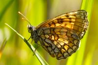 Melitaea parthenoides