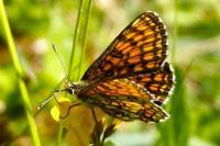 Melitaea parthenoides