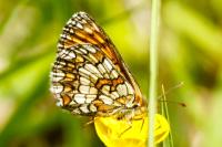 Melitaea parthenoides