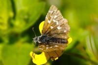 Pyrgus malvae