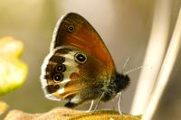 Coenonympha arcania