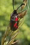 Zygaena sarpedon