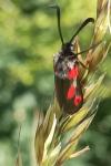 Zygaena sarpedon