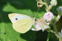 Pieris rapae