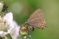 Satyrium pruni