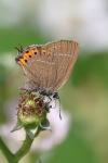 Satyrium pruni