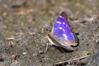 Apatura ilia