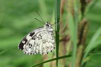 Melanargia galathea