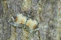 Dysstroma truncata