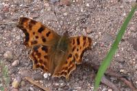 Polygonia c-album