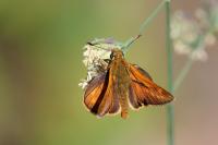 Ochlodes sylvanus