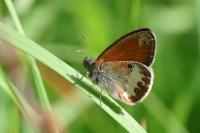 Coenonympha arcania