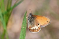 Coenonympha arcania