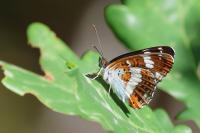 Limenitis camilla