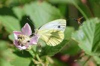 Pieris napi