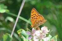 Fabriciana adippe