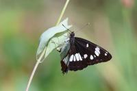 Limenitis reducta