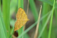 Camptogramma bilineata