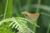 Thymelicus sylvestris