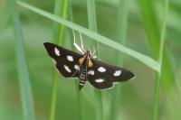 Anania funebris