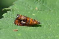 Olethreutes arcuella