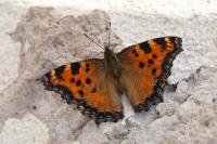 Nymphalis polychloros