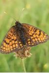 Melitaea parthenoides