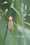 Lithosia quadra