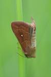 Mythimna albipuncta