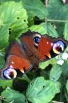 Aglais io