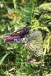 Aporia crataegi
