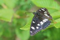 Limenitis reducta