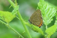 Satyrium pruni