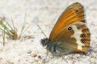 Coenonympha arcania