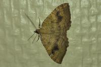 Camptogramma bilineata