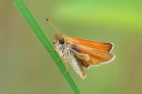 Thymelicus lineola