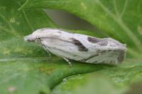 Eucosma
