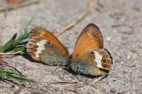 Coenonympha arcania