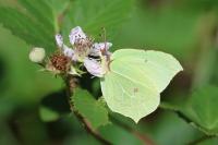 Gonepteryx rhamni