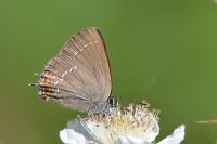 Satyrium ilicis