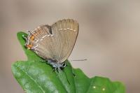 Satyrium ilicis