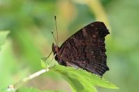 Aglais io