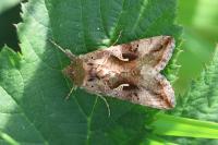 Autographa gamma