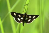 Anania funebris