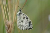Melanargia galathea