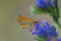 Thymelicus sylvestris